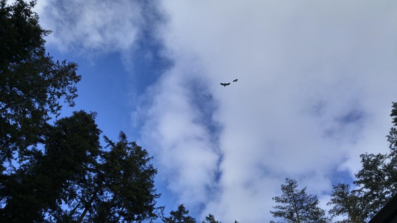 Sunshine Coast Treetop B&B Sechelt Eksteriør bilde